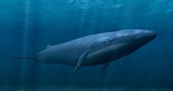 Paus-Biru-Blue-Whale